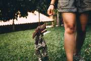 Hundeschule Wauschlau - Hundeschule Wauschlau - Welpen & Welpenfrüherziehung	Welpenfrüherziehung in der Hundeschule Wauschlau: Basiswissen, Bindungsaufbau und Sozialisierung. Spielerisch lernen Welpen wichtige Grundregeln und entwickeln ein stabiles Funda