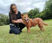 Hundetraining mit Herz - GALLERY