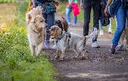 Hundetraining Zum Dream-Team - GALLERY