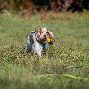 Hundetraining Zum Dream-Team - GALLERY