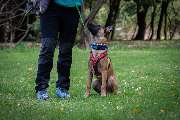 Hundetraining Zum Dream-Team - GALLERY