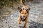 Hundetraining Zum Dream-Team - GALLERY