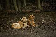Hundetraining Zum Dream-Team - GALLERY