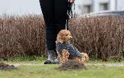 Hundetraining Zum Dream-Team - GALLERY