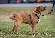 Hundetraining Zum Dream-Team - GALLERY
