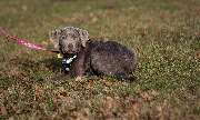 Hundetraining Zum Dream-Team - GALLERY
