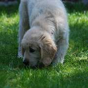 Hundetraining Zum Dream-Team - GALLERY