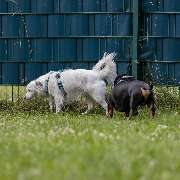 Hundetraining Zum Dream-Team - GALLERY