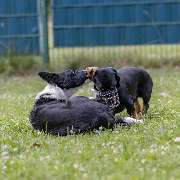 Hundetraining Zum Dream-Team - GALLERY