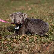 Hundetraining Zum Dream-Team - GALLERY