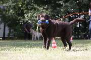 Hundetraining Zum Dream-Team - GALLERY