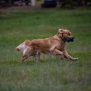 Hundetraining Zum Dream-Team - GALLERY
