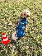 Hundetraining Zum Dream-Team - GALLERY