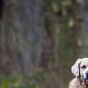 Hundetraining Zum Dream-Team - GALLERY