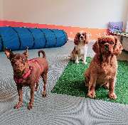 Hundezentrum Lapki - GALLERY