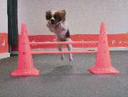 Hundezentrum Lapki - GALLERY