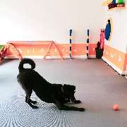 Hundezentrum Lapki - GALLERY