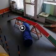 Hundezentrum Lapki - GALLERY