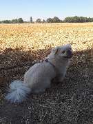 Hundezentrum Lapki - GALLERY