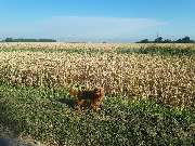 Hundezentrum Lapki - GALLERY