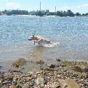 Hundezentrum Lapki - GALLERY