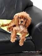 Hundezentrum Lapki - GALLERY