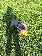 Hundezentrum Lapki - GALLERY