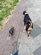 Hundezentrum Lapki - GALLERY