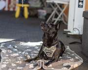 Hundezentrum Lapki - GALLERY