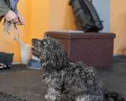 Hundezentrum Lapki - GALLERY