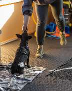 Hundezentrum Lapki - GALLERY