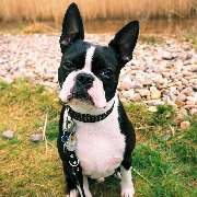 Hundezentrum Lapki - GALLERY