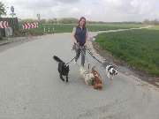 Hundezentrum Lapki - GALLERY