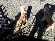 Hundezentrum Lapki - GALLERY