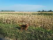 Hundezentrum Lapki - GALLERY