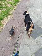 Hundezentrum Lapki - GALLERY