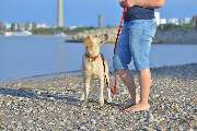 Hundezentrum Lapki - GALLERY