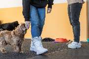 Hundezentrum Lapki - GALLERY