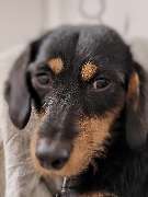 Hundezentrum Lapki - GALLERY