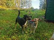 Hundfairständlich - Hundfairständlich