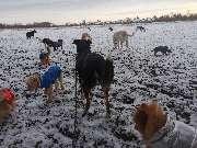 Hundfairständlich - Hundfairständlich