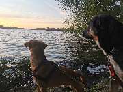 Hundfairständlich - Hundfairständlich