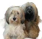 Hundum gesund - GALLERY