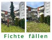 HVD Service - Baum fällen