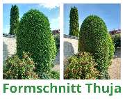 HVD Service - FormschnittThuja