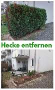 HVD Service - Hecke entfernen