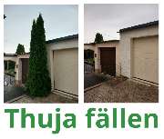 HVD Service - Thuja Fällen