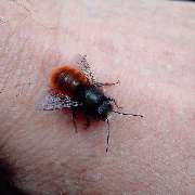 Imkerei Ahrens Deutscher Honig - 21