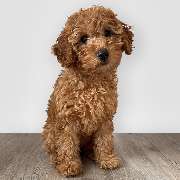 immovario - Immobilien GmbH - Gute-Laune-Hund Sunny