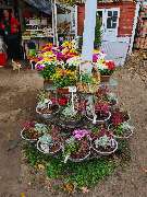 Ingo Salzmann Blumen und Mehr - GALLERY